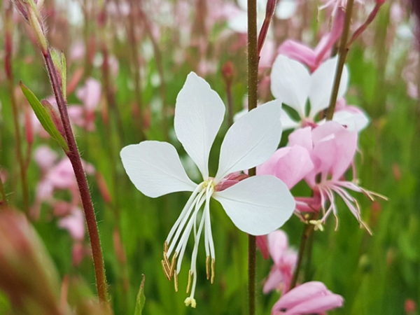 Prachtkerze Gaura lindheimerii Whirling Butterflies